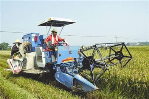安徽宣城宣州区：28万亩早稻开镰收割(图)