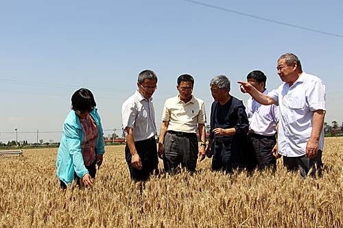 专家组调研陕西小麦全程机械化