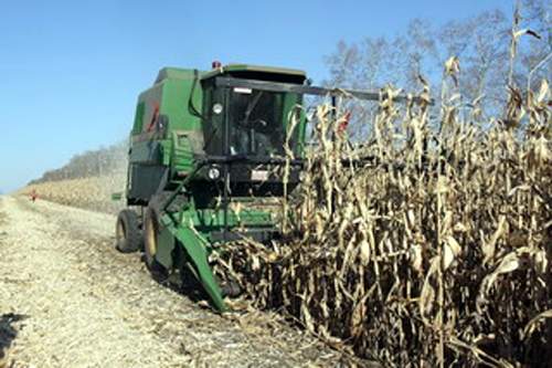 尾山农场:玉米收获机改装 节本保质又增效(图)
