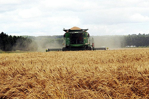 黑龙江垦区建设农场“绿色小麦”喜丰收