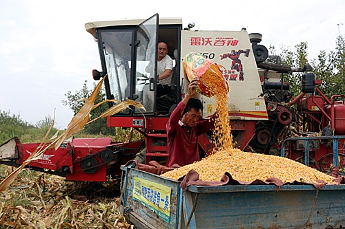 玉米籽粒收获让灵宝农民实现“地头卖粮”