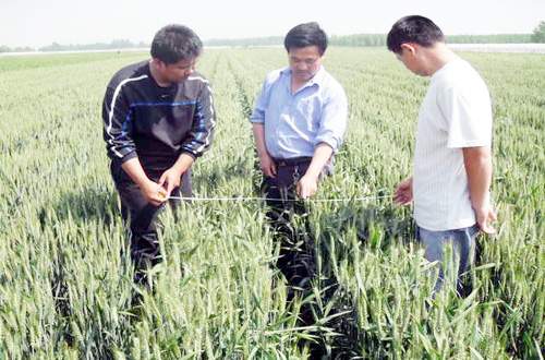 山东省泗水县农机局大搞保护性耕作小麦穗情调查活动（图）