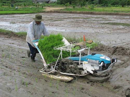 泰国水稻：非灌区多直播 灌区移栽为主