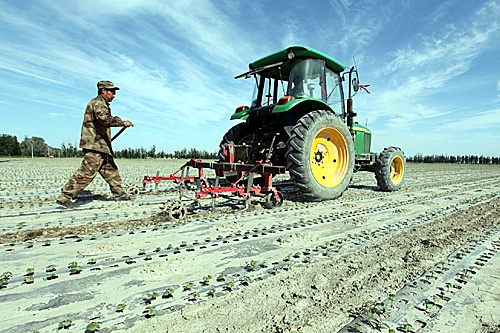 新疆兵团对12万亩棉田精耕细作