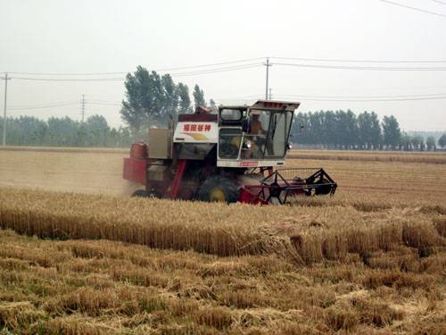 淄博市周村区小麦丰收在望(图)