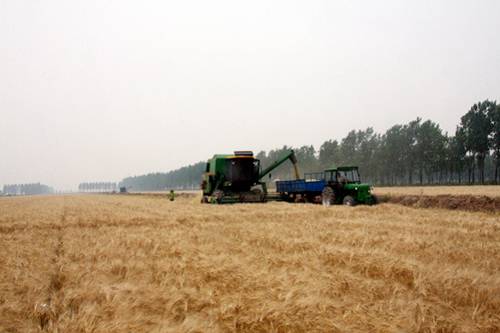 江苏农垦黄海农场“三夏”进度快质量好 大麦收割近4万亩(图)