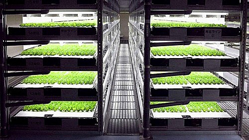 日本全机器人蔬菜农场今年开张