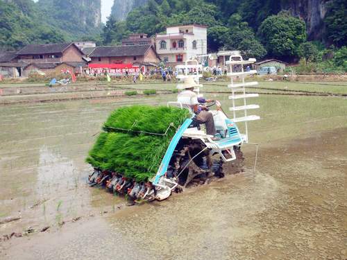 鹿寨：水稻机械化插秧深受群众欢迎(图)