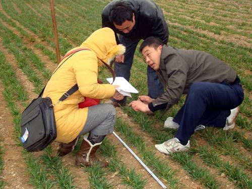 河南陕县涉农部门联合开展保护性耕作技术小麦抗旱检测(图)