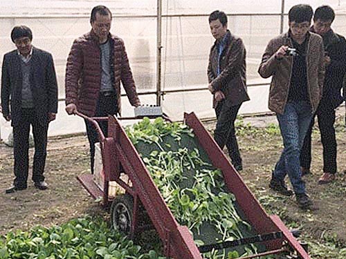南京农机化所成功研制叶类蔬菜收获机