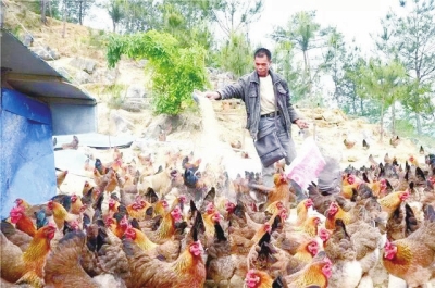 罗家振：带动村民发展林下养鸡