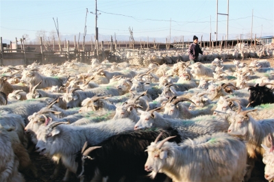 山西原平种养结合助推牛羊养殖