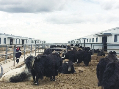 青海贵南县打造牦牛养殖特色旅游基地