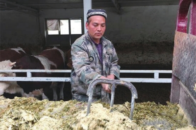 新疆乌什：合作养殖实现贫困户脱贫梦
