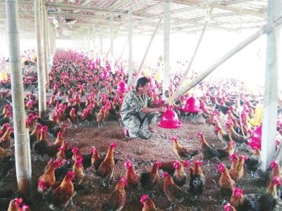 四川自贡市大安区贫困户养鸡年收入近10万元