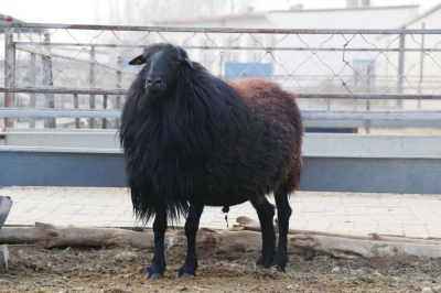 草原乌骨羊：中国自主培育的优良品种