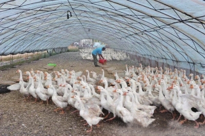 黑龙江林口县确定大鹅养殖为主导富民产业