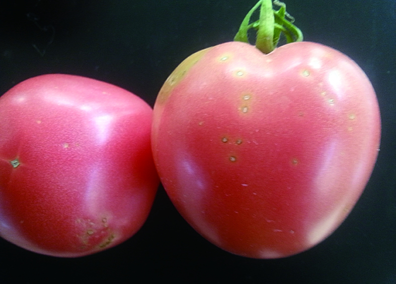保护地番茄初春有三防