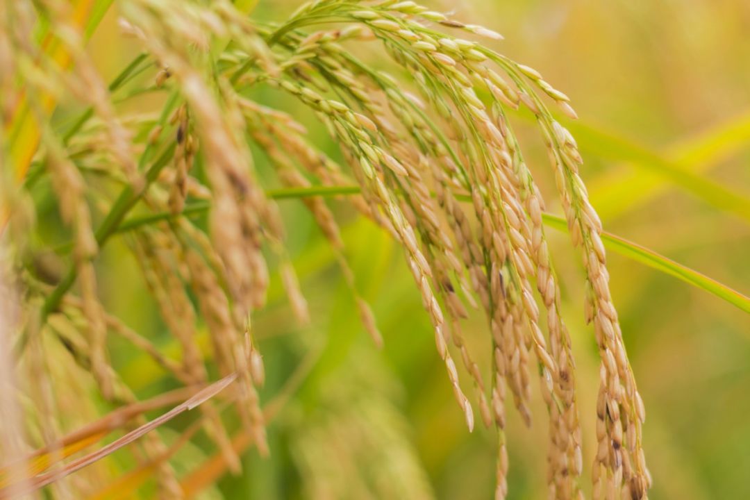 警：2020年水稻“两迁”害虫将呈回升态势，局部成灾增多