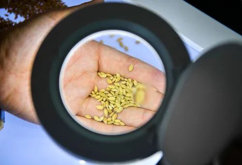 ▲在吉林市永吉县一拉溪镇九月丰家庭农场，工作人员在实验室中检测一批试种水稻的稻谷外观（8月12日摄）。新华社记者 许畅 摄