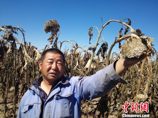 内蒙古兴和县千余亩葵花成熟季节腐烂 种子质量遭质疑