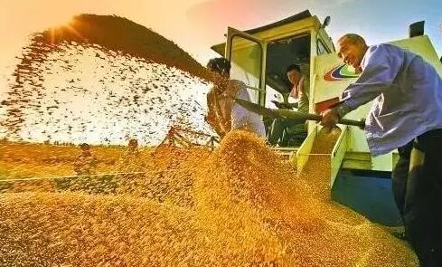 玉米终于出好消息啦：国家八举措保玉米卖得出、卖上价