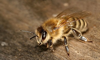 新烟碱类杀虫剂或致蜜蜂极易受到致命螨虫侵害