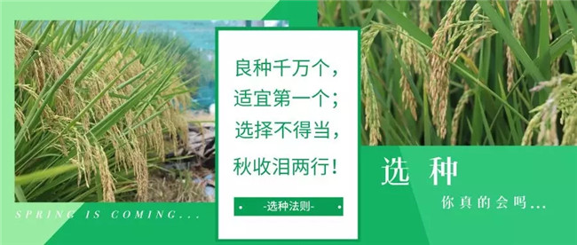131个！广东、吉林、云南、天津等11省市县公布2019年主推水稻品种
