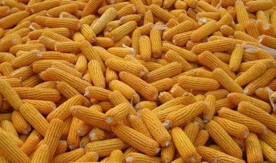 新玉米价格今年比去年高吗 这些信息对农民重要