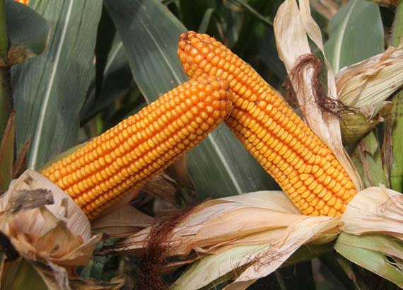 东北等地玉米栽培面积大增 或影响2018年下半年行情