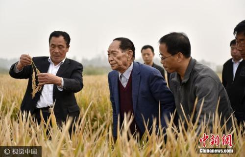 袁隆平将携团队试种耐盐碱杂交水稻 形成技术路线图