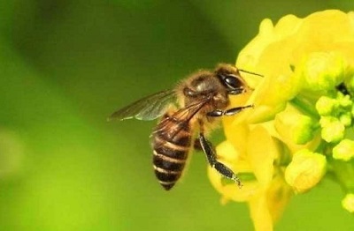 巴西近5亿蜜蜂农药中毒死亡 80%死亡蜜蜂体内含氟虫腈