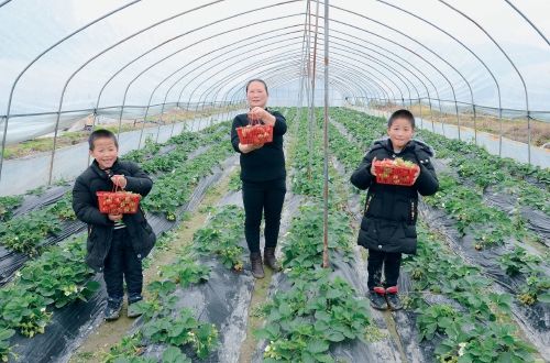 贵州锦屏生态草莓农庄采摘忙