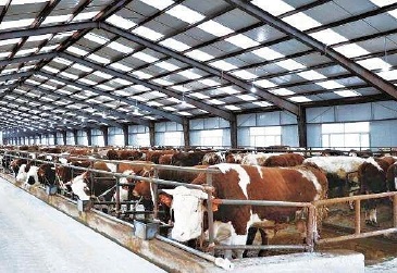 疫情改变消费习惯　牛肉生产企业开发增长点