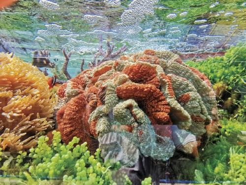 国内首次实现人工环境下造礁石珊瑚有性繁殖