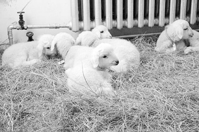 25只转基因克隆绵羊在内蒙古诞生