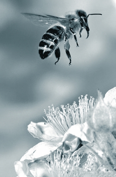 养蜂业的重要使命是为农作物授粉