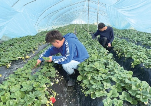 甘肃西和县：引种特色农产品　助推农业转型