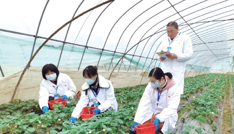 湖北武汉：农产品质量安全监测全覆盖