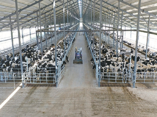 “五统一”推动肉牛产业集群发展