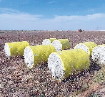 甘肃农垦小宛农场　机械化大幅提升棉花采收效率