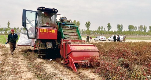 天津创新农机提升天鹰椒收获效率和质量
