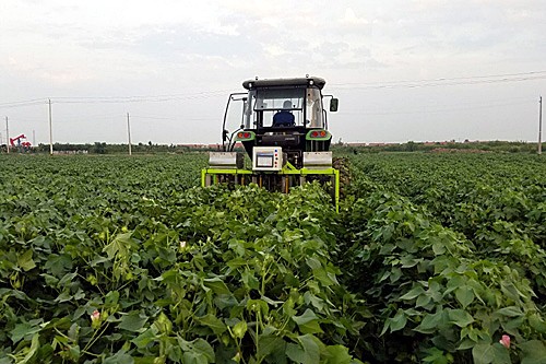 华北棉区棉花生产全程机械化实现突破