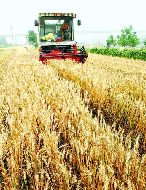 河南已收割小麦516万亩 “种粮大户”细说增收账(图)