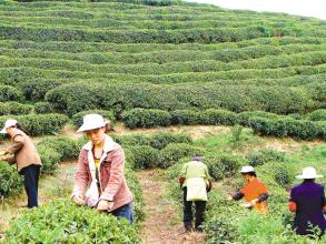 重庆产红茶不逊福建 最高售价每斤超万元