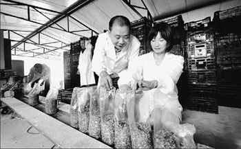 刘小愿和妻子正在往菌棒里添加菌种。