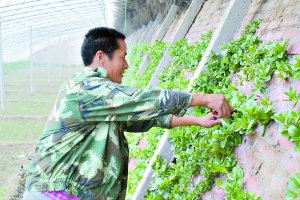 温室墙缝种特菜年增收两万