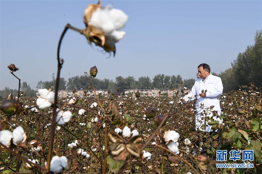 王清连在河南科技学院棉花试验田里查看棉花长势（11月4日摄）。