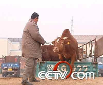 cctv致富经:火锅店女老板看上牛