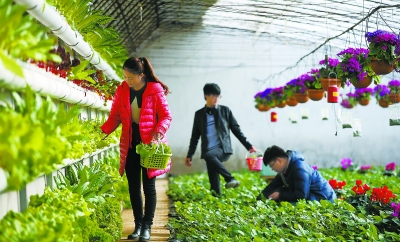 温室后墙上的蔬菜可以随吃随采，随采随长。